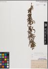 Foto von Salix eleagnos Scop. x Salix purpurea L.